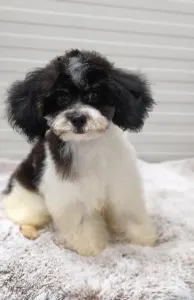 Cavapoo - Dandy