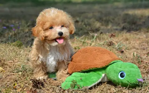 Maltipoo - Peppy