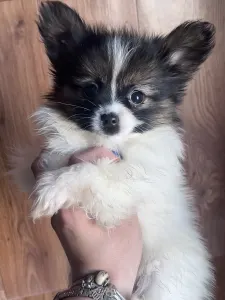 Papillon - Antoanette