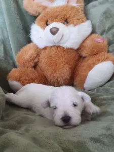 Törpe schnauzer - Gigi