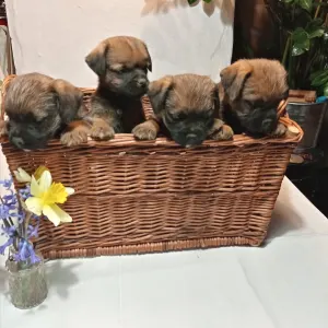 Border Terrier - Cicaűző-Apród