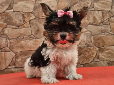 Biewer Terrier - Betty