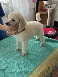 Grosspudel - Fortuna Avior Artúr