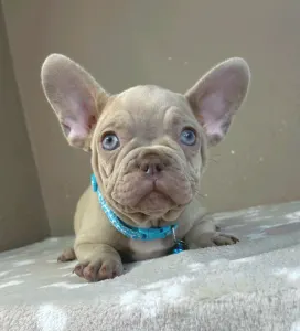 Francia bulldog - Gerald