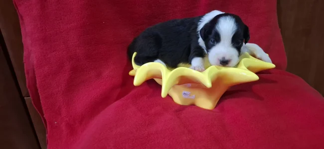 Border Collie - Teddy