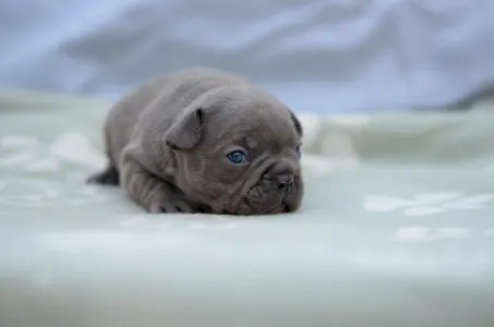 Bulldog francez - Montclair