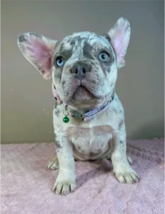 Francia bulldog - Mary