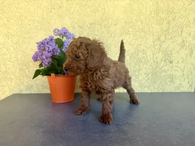 Trpasličí pudl - Hermes