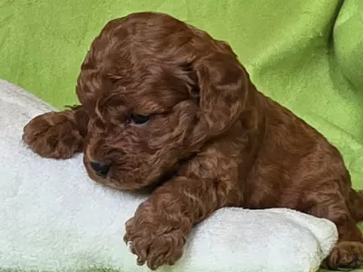 Cavapoo - Redsonja