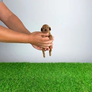 Caniche Toy - Zingo