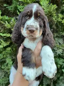 Springer spaniel angielski - Springer Nests Ziggy