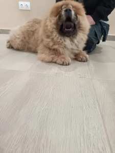 Chow Chow - La Casa De Chow Dior 