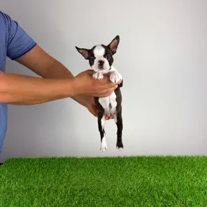 Boston Terrier - Domina