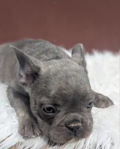 Bouledogue français - Carter