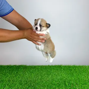 Welsh Corgi Pembroke - Dini