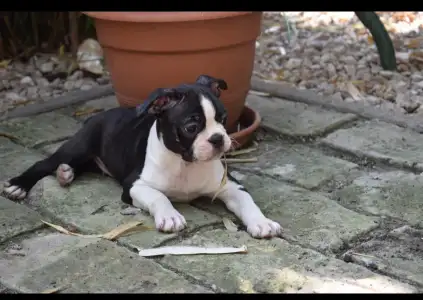 Boston Terrier - Gandalf