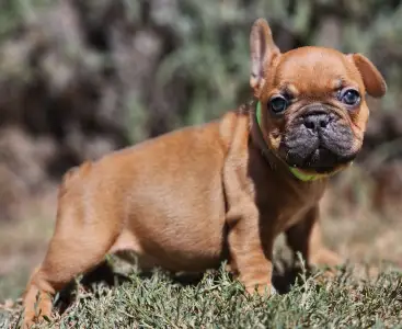 French Bulldog - Uranus