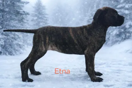Cane Corso Italiano - Forza Di Diavolo Etna
