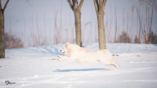 Golden Retriever - Gogas Pride