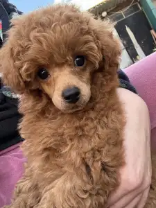 Pudla - patuljasta - Aston Christina Diamond Dream