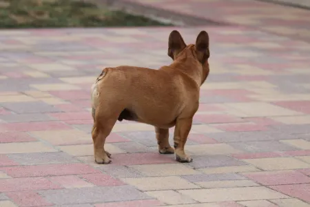 Französische Bulldogge - Uriel