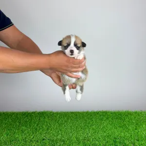 Welsh Corgi Pembroke - Barbarella