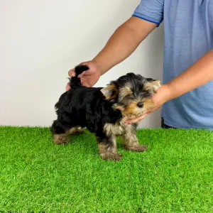 Yorkshire Terrier - Ziggy