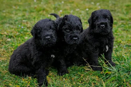 Orosz fekete terrier - Hills Diamonds