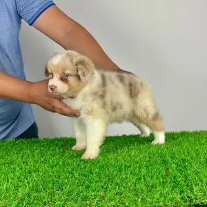 Australian Shepherd - Zetta