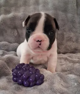 Bulldog francez - Huda From Lilis Breed