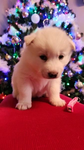 Siberian Husky - Smaragd Of Polar Moonlights