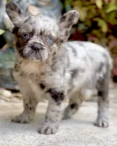 Bouledogue français - Steel Wing Bullz Ghost