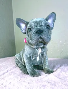 French Bulldog - Teresa