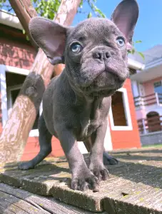 Französische Bulldogge - Robert 