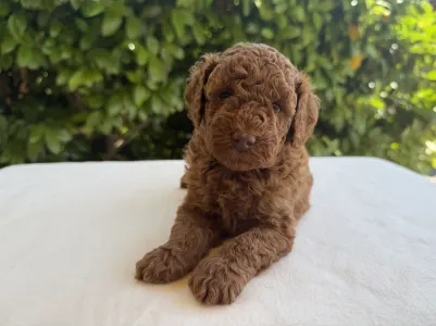 Caniche Nain - Indy