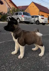 American Akita - Holly Of Tad Bears