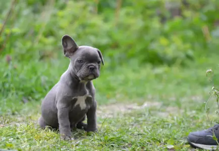 Francia bulldog - Magnus