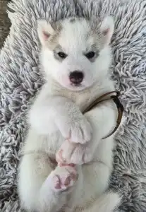 Siberian Husky - Almond Cookie š¤