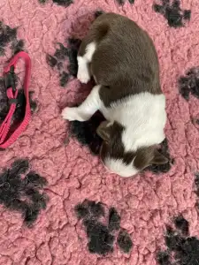 Border Collie - Bordó Nyakörv/ Barna Szuka