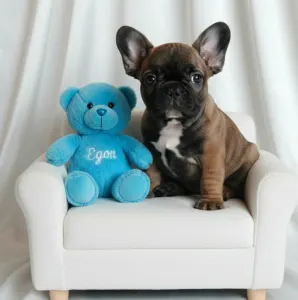French Bulldog - Egon