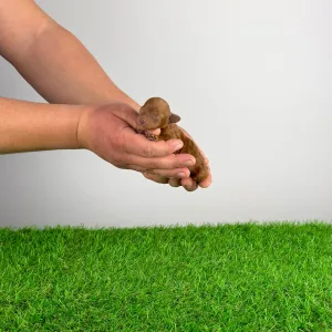 Toy uszkár - Pierro