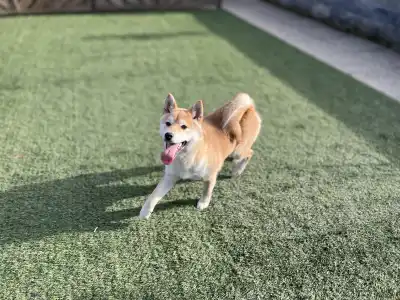 Shiba - Bravados Bara