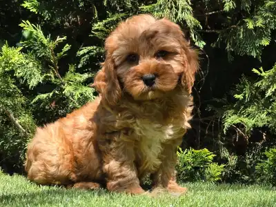 Cavapoo - Mendosa