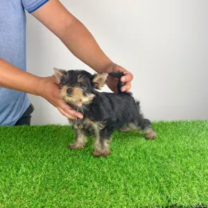 Yorkshire Terrier - Dave