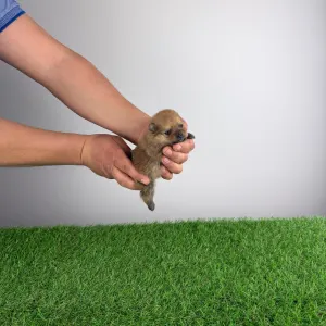 German Pomeranian Spitz - Yeller