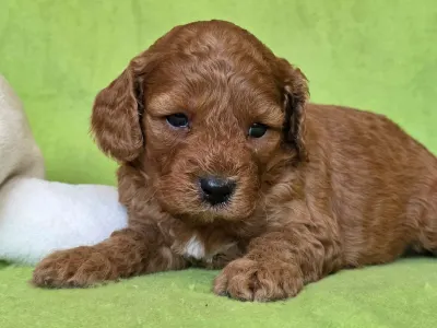 Cavapoo - Jonathan