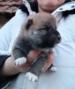 Shiba - Scamp Crowd Fortuna