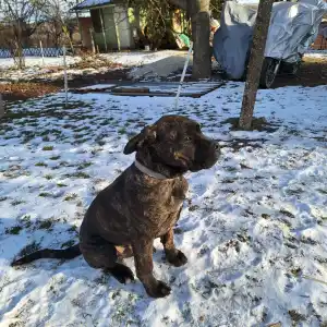 Chien de cour italien - Rambo