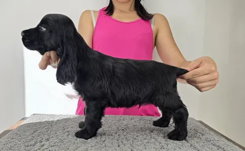 Английский кокер-спаниель - Spirit Of Midnight