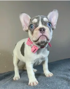 French Bulldog - Alise